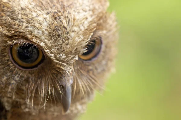 close up of cute little owl. owl expression when on the move during the day. animals with glazed eyes