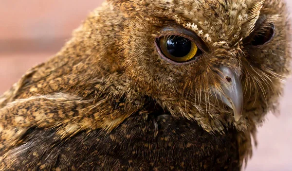 靠近可爱的小猫头鹰 猫头鹰在白天活动时的表情 有釉面眼睛的动物 — 图库照片