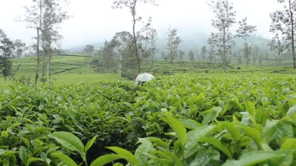 Wonosobo Centaral Java Индонезия Октябрь 2020 Деятельность Фермеров Чайного Сада — стоковое видео