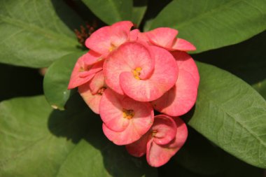 Dikenli taç olarak bilinen bitki. Küçük taze çiçekler ve dikenli saplı süs bitkisi. Euphorbia milii, Euphorbia cinsinin diğer 2000 türünden biridir.