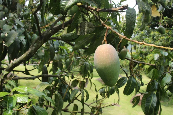 Ağaçta toplanmaya hazır taze mangolar asılı. Çok verimli bir tropikal iklimde meyve tarlaları. Kabuğunda kırmızı bir karışım olan yeşil mango.