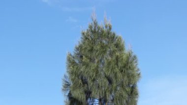 Çam ağacı, parlak mavi gökyüzünün arka planında. Sabahları dağlık doğal manzara. Uzun ve gölgeli bir ağaç. Noel ya da kış kutlaması için ağaç