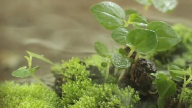 Çimenlerin seçici odak noktası ve dumanla kaplanmış küçük bitkiler. Taze vahşi makro konsept. Arka plan için küçük canlı videoları