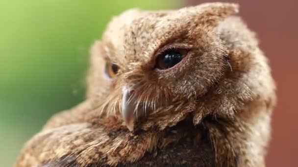 Primer Plano Lindo Búho Mascota Expresión Búho Cuando Está Movimiento — Vídeo de stock