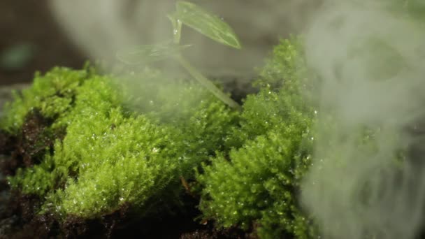 Selektivt Fokus Gräs Och Små Växter Höljda Smog Färskt Vildmarkskoncept — Stockvideo