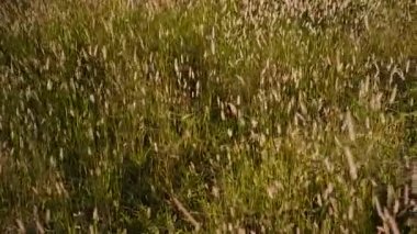 Sabahları rüzgârda esen güzel bengal çiçekleri. Çayırdaki bitkilerin manzarası. Yağmur mevsiminde sabahın tazeliği