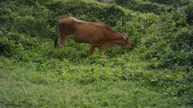 Kahverengi sığırlar otlakta yiyecek arıyorlar. Sağlıklı ve zinde yetişkin inekler verimli kırsalda yaşarlar. Vahşi doğadaki çiftlik.