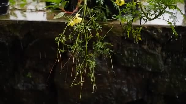 Şiddetli Yağmur Bahçedeki Bitkileri Islatıyor Yağmurdan Sırılsıklam Olmuş Sarı Çiçekler — Stok video