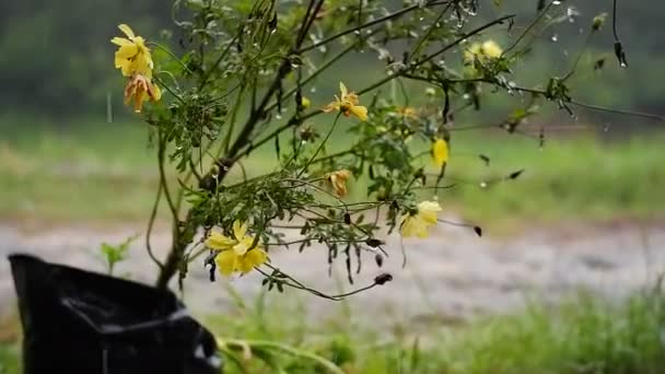 Δυνατή Βροχή Μουσκεύει Φυτά Στον Κήπο Κίτρινα Λουλούδια Βρεγμένα Βροχή — Αρχείο Βίντεο