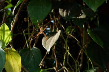 Yaprakların arasında sarı örümcek. Küçük bir örümcek tuzak ağı yapıyor.