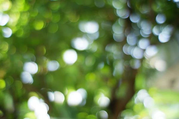 Blurred Photo Bright Natural Background Light Blurry Green Leaves Images Stock Image