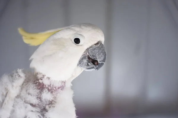 病気の白いオウムです 病気で倒れた鳥の首の羽 ロイヤリティフリーのストック画像