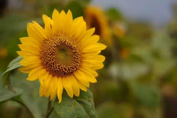 Çiçek bahçesindeki ayçiçeklerini kapatın. Çiçekler ilkbaharda gün içinde açarlar. Beyaz arka planda taze çiçekler ve bulanık bir bahçe.