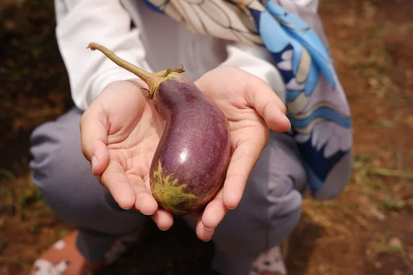 Woman Hand Picks Eggplant Ready Harvest Young Farmer Harvesting Purple — Stock Photo, Image