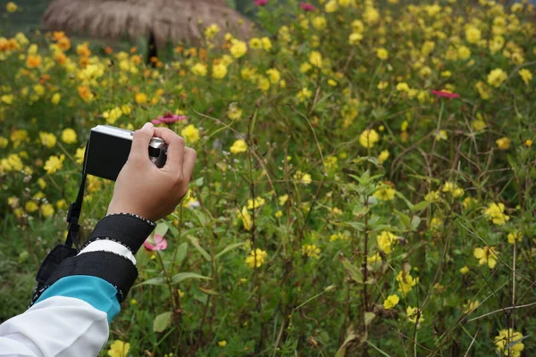 コスモス畑を撮影したカメラを手にした女性の手 ポケットカメラを使って自然界の新鮮さを撮影する写真家は — ストック写真