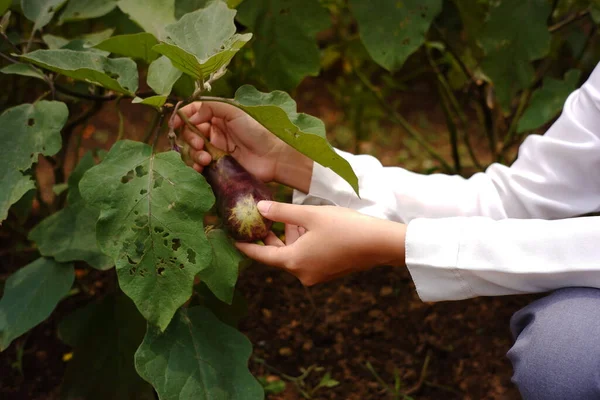 the woman\'s hand picks the eggplant that is ready for harvest a young farmer is harvesting purple eggplant in his garden. Lush and fresh vegetable garden in the highlands of Asia