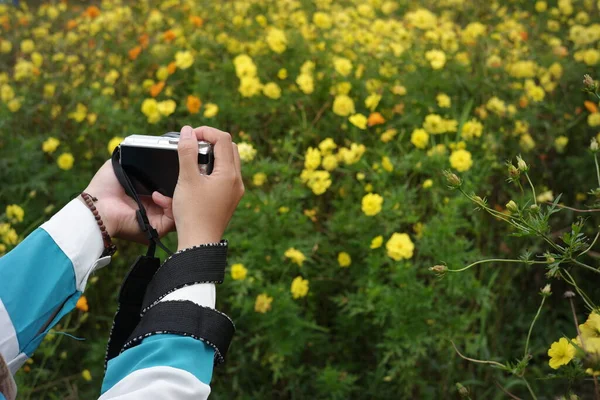 コスモス畑を撮影したカメラを手にした女性の手 ポケットカメラを使って自然界の新鮮さを撮影する写真家は — ストック写真