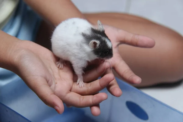 Närbild Ett Barns Hand Som Leker Med Sin Hamster Små — Stockfoto
