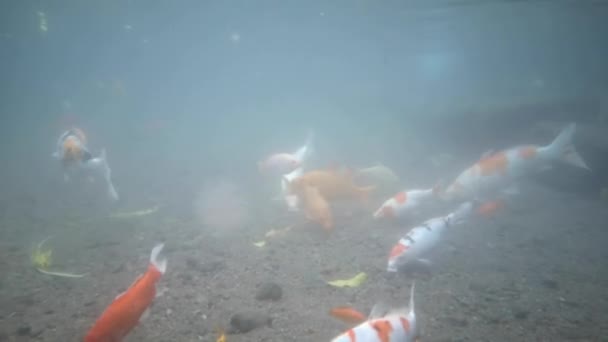 Рыбная Жизнь Кои Красочна Водой Кристально Чистой Реке Подводные Съемки — стоковое видео
