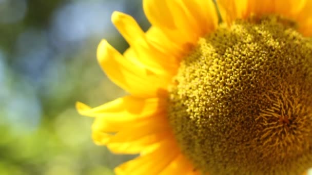 Penutup Bunga Matahari Segar Pada Latar Belakang Yang Kabur Detail — Stok Video