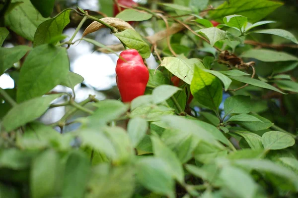 Tengger Chili Stor Röd Chili Som Växer Högländerna Bromo Tengger — Stockfoto