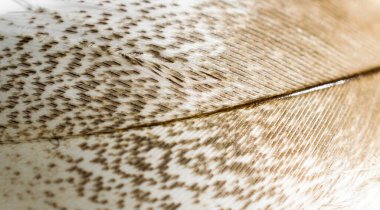 görünür detaylara sahip beyaz ve kahverengi kuş tüyü