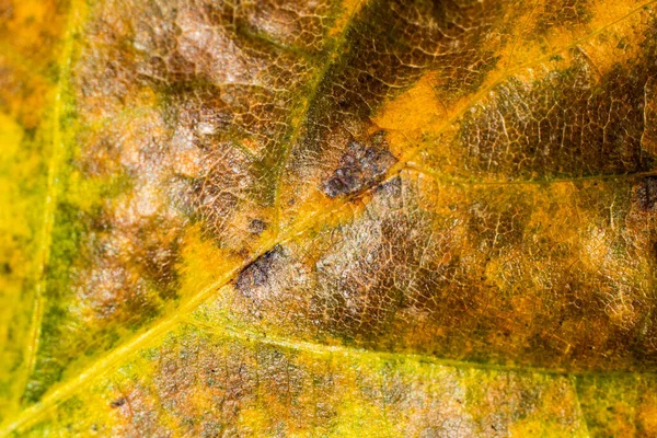 Foglie Autunnali Multicolori Nei Toni Del Giallo Del Marrone — Foto Stock