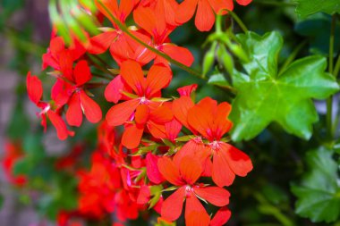 Çiçek açan sardunya kırmızısı renkler kapanıyor