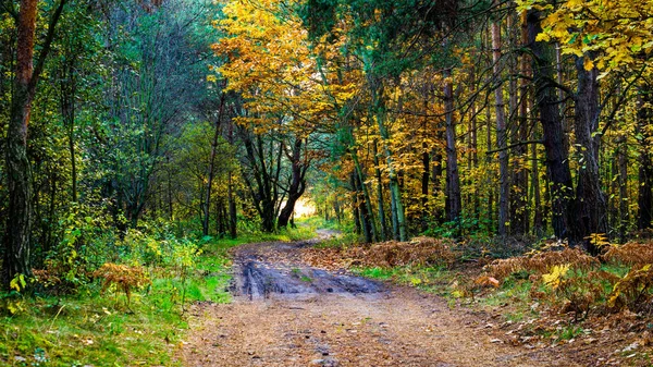 Δρόμος Μέσα Από Φθινόπωρο Δάσος Μια Όμορφη Ηλιόλουστη Μέρα — Φωτογραφία Αρχείου