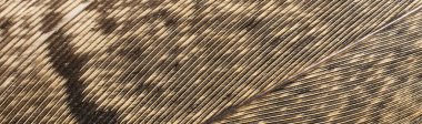 Koyu çizgili kahverengi sülün tüyleri. arkaplan