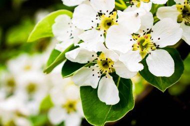 Koyu arkaplanda görünür detaylar olan beyaz elma çiçekleri