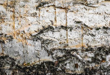 Beyaz huş ağacı kabuğu ve görünür detaylar. arkaplan