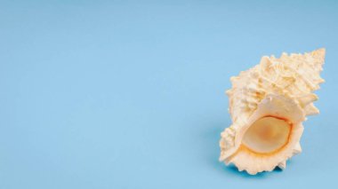 Mavi arka planda deniz salyangozunun kabuğu