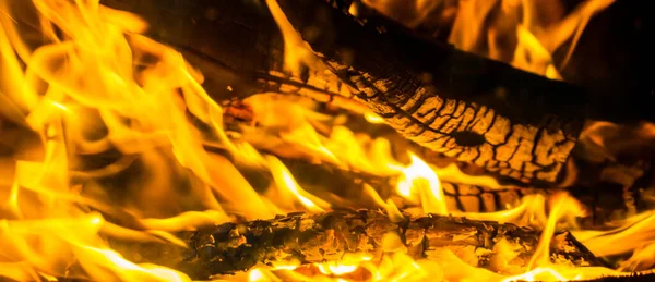 Chama Fogo Uma Árvore Árvore Ardente — Fotografia de Stock