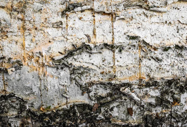 白樺の樹皮に見える詳細 — ストック写真