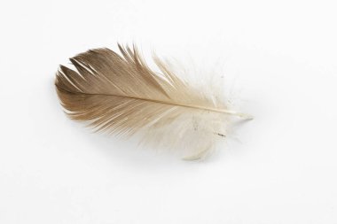 Beyaz arka planda kahverengi tavuk tüyü