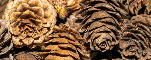 Brown Larch Cones Visible Details Background Texture — Stock Photo, Image