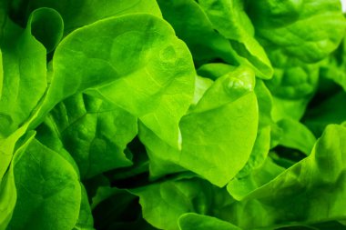 Yeşil marul yaprakları görünür detaylarla birlikte. arkaplan veya doku