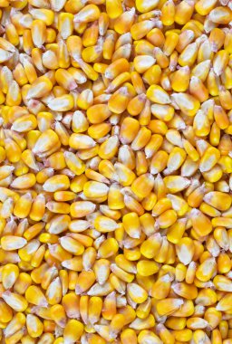 Sarı mısır taneleri ve görünür detaylar. Arkaplan veya doku
