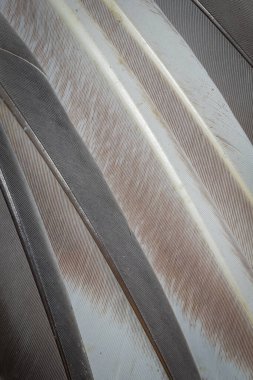 siyah, kahverengi ve beyaz güvercin tüyleri makro fotoğraf