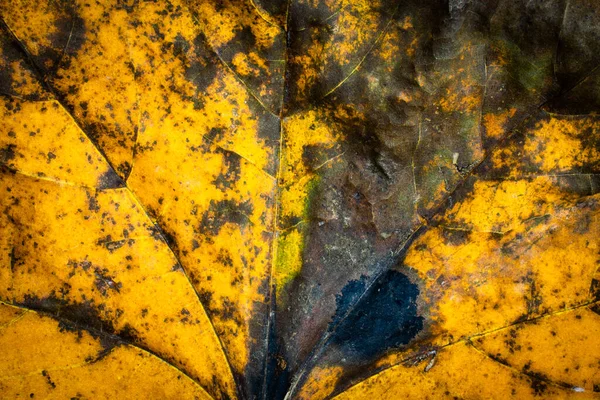 multicolored autumn leaves in shades of yellow and brown