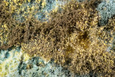 Sarı küf sporları. Makro çekim. Detaylı olarak görülüyor.