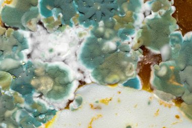 Yeşil ve beyaz kalıp makro fotoğraf. arkaplan