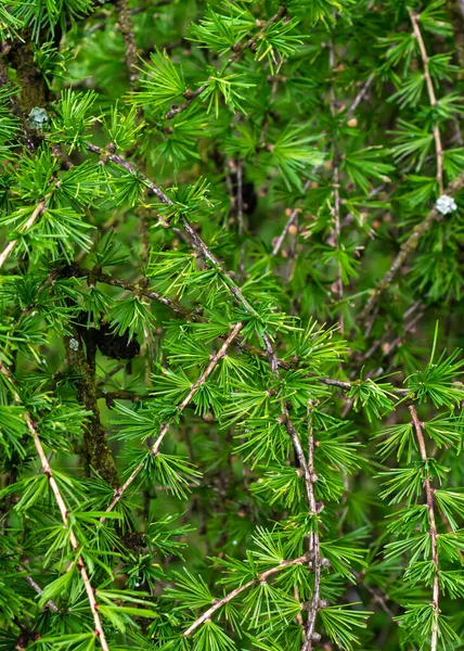 Зеленые Ветви Лиственницы Видимыми Деталями — стоковое фото