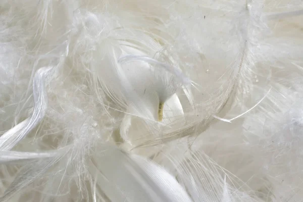 Bílé Kachní Peří Viditelnými Detaily Pozadí Nebo Textura — Stock fotografie