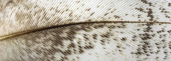 Pluma Blanca Con Manchas Marrones Textura Fondo — Foto de Stock