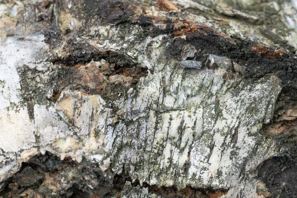 Écorce Bouleau Avec Des Détails Visibles Fond Textura — Photo