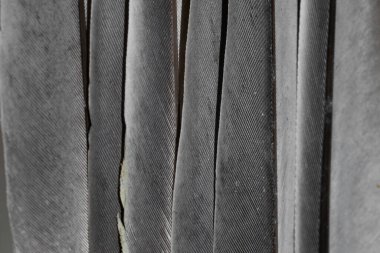 Gri tüylü güvercin makro fotoğrafı. doku veya arkaplan