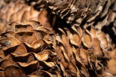 Üzerinde görünür detaylar olan kahverengi kozalaklar. arkaplan veya doku