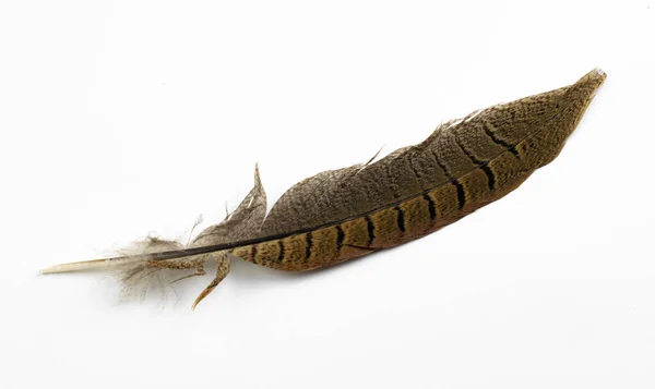 Brown Pheasant Feather White Background — Stock Photo, Image